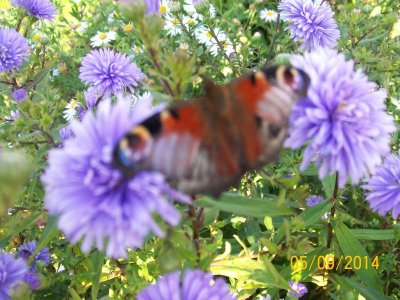 100_9101.JPG