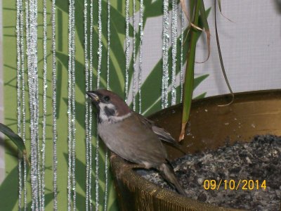 100_9153.JPG