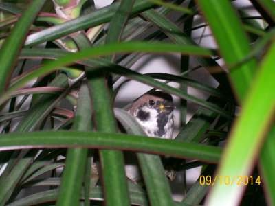 100_9154.JPG