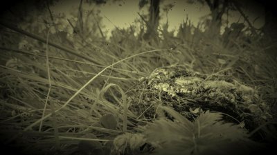 IMG_20160618_093132.jpg